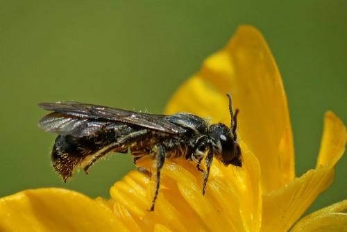 Chelostoma sp.